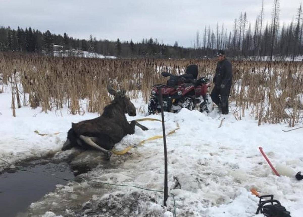 A cow moose was rescued from a frozen pond by local residents and a conservation officer east of Williams Lake on Friday, Feb. 19. (Kayla Ivens photo)