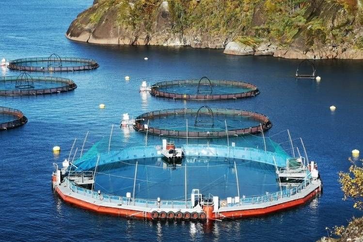 A Cermaq Semi-Closed Containment System is tested in Norway before its introduction to B.C. waters. The system is currently undergoing sea trials in B.C., as the federal government launches a series of roundtable discussions on transitioning open-net pens from B.C. waters. (Photo supplied by Cermaq Canada)