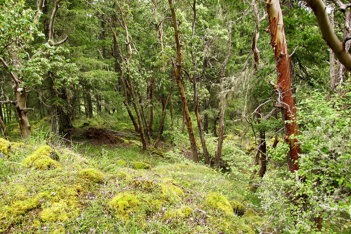 The Habitat Acquisition Trust has secured a biodiverse 23-hectare parcel of land in Highlands through a donation from Anne and Jim Ganns, who owned the property for 50 years. (Photo by Todd Carnahan/Courtesy Habitat Acquisition Trust)