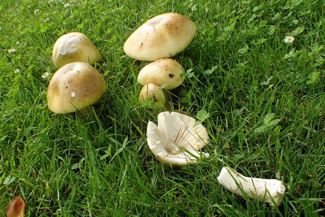 B.C. scientists have discovered that death cap mushrooms have learned to live off the roots of Garry oak trees. This means the mushroom has adapted, spread itself farther, and can now also be found anywhere Garry oaks grow. (Adolf and Oluna Ceska photo)