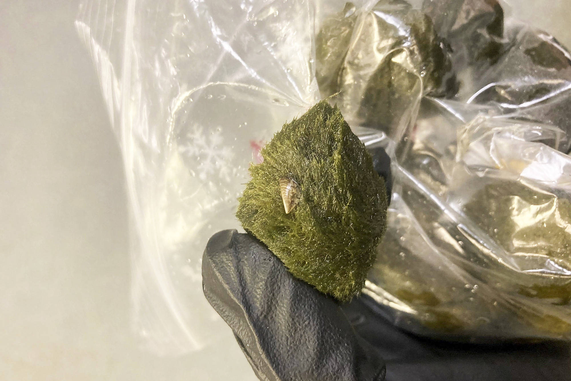 The Conservation Officers Service is warning aquarium users after invasive and potentially destructive mussels were found in moss balls from a pet store. (BC Conservation Officers Service/Facebook)