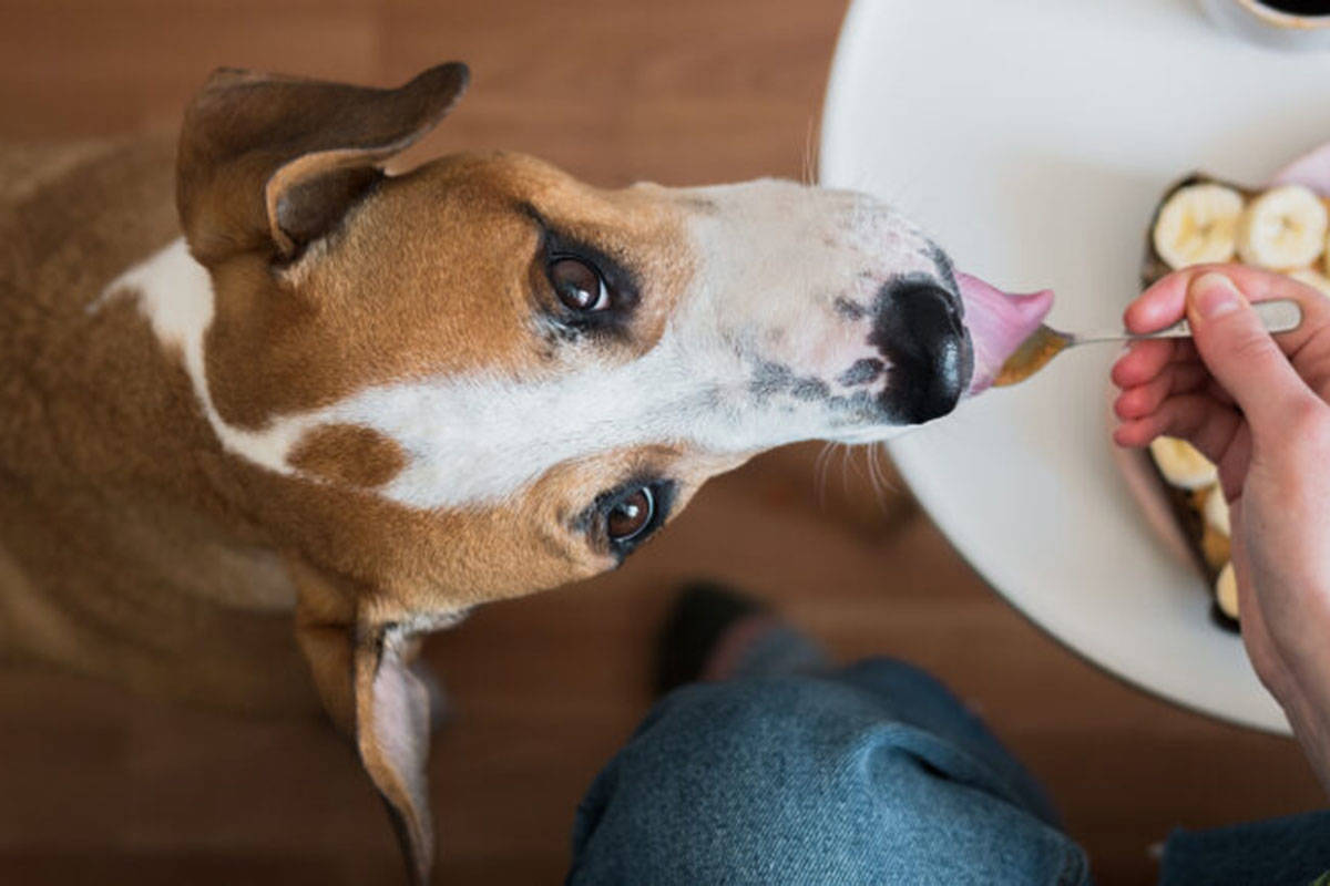 (BC SPCA)