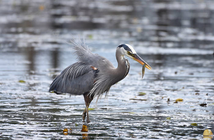 A Pacific great blue heron preys on a juvenile salmon in Cowichan Bay. A new study out of UBC suggests the birds removed between three and six per cent of the young fish every year from the Salish Sea region. (Photo supplied by Robert Stenseth)
