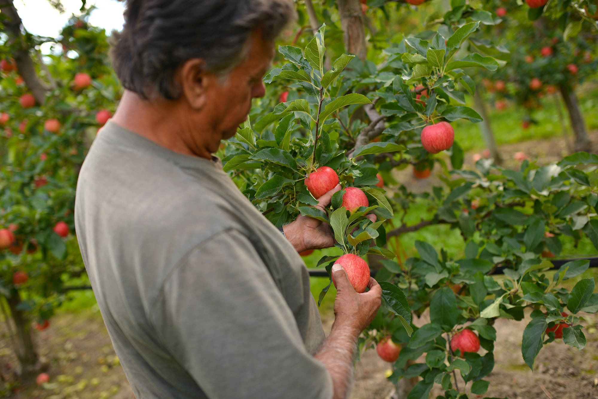 Sam DiMaria, owner of Bella Rosa Orchard, examines his harvest in September. (Phil McLachlan - Kelowna Capital News - File)