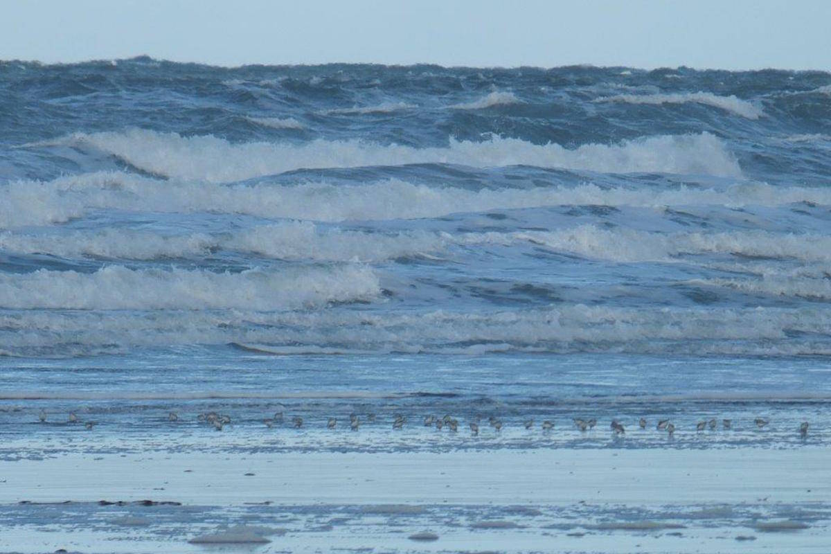 Sanderlings by the sea. (Margo Hearne / Haida Gwaii Observer)
