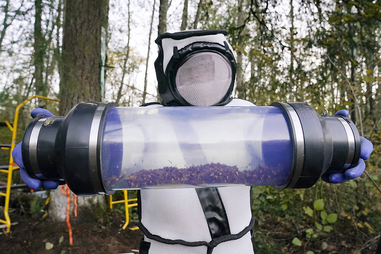 FILE – Sven Spichiger, Washington State Department of Agriculture managing entomologist, displays a canister of Asian giant hornets vacuumed from a nest in a tree behind him Saturday, Oct. 24, 2020, in Blaine, Wash. (AP Photo/Elaine Thompson)