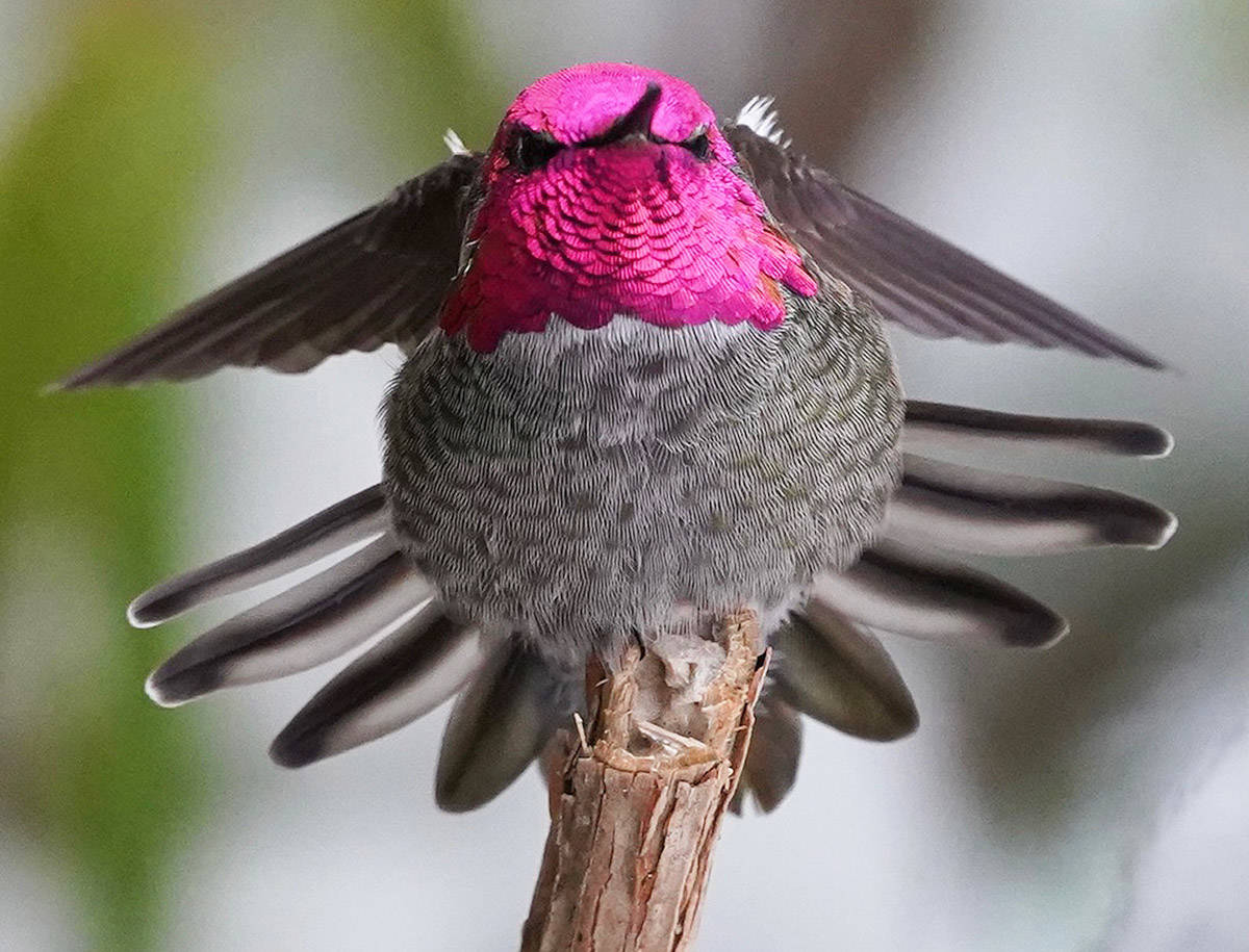 Another great pic from PQB News reader Bob Alexander of Nanoose Bay. “Anna’s Hummingbird drying its wings during the recent snowstorm,” he said.