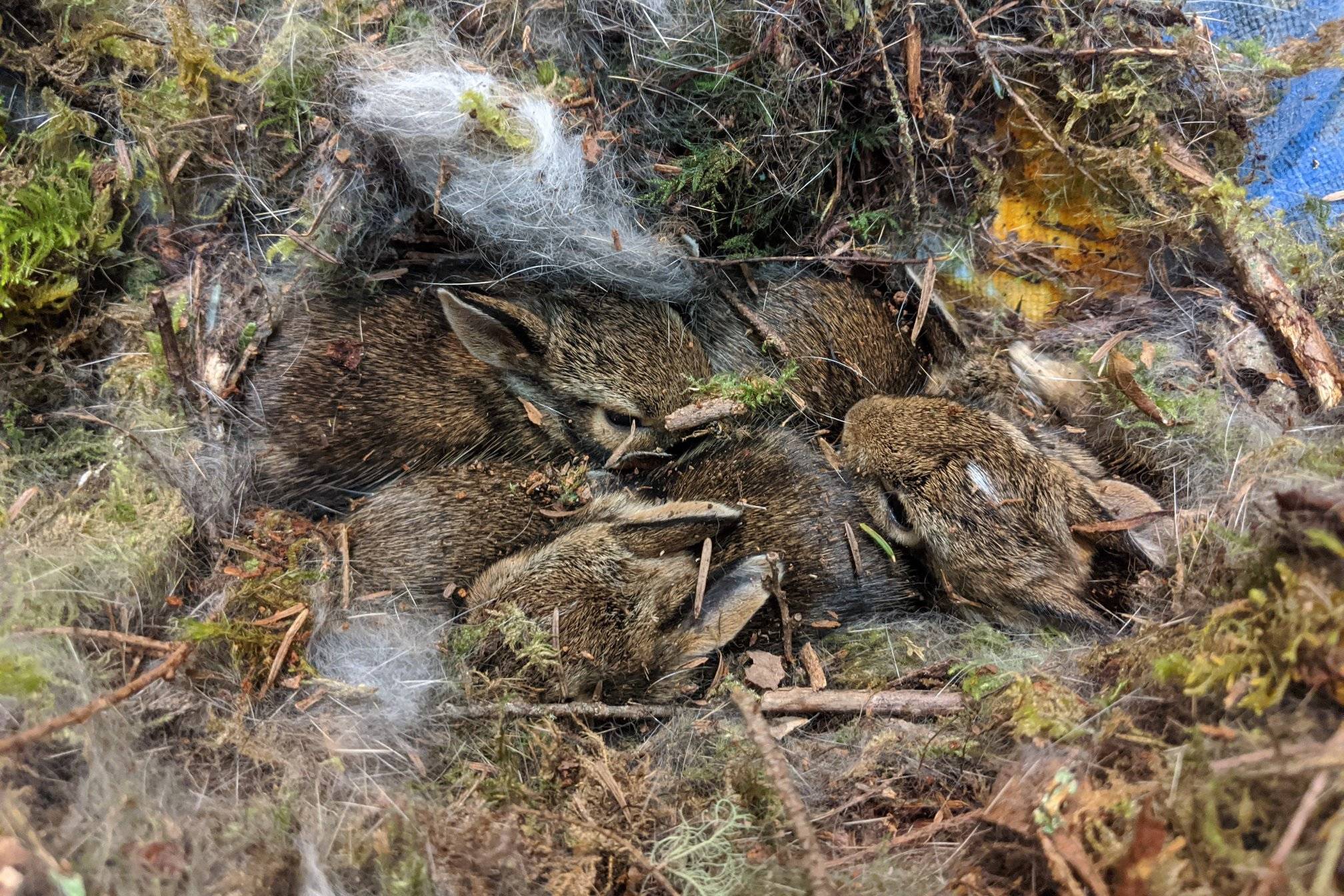 Wild ARC has been sharing tips on how homeowners can protect wildlife as they do spring cleaning and yard work. Eastern cottontail rabbits (pictured above) build their nests in shallow grooves in the ground, using a mixture of fur and dry grass. (Photo from Wild ARC Facebook page)