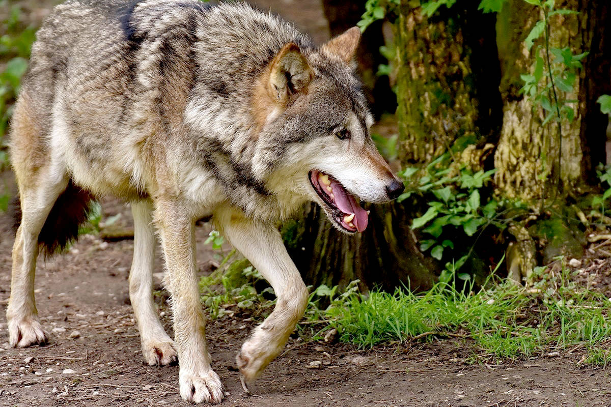 Hunting and trapping wolves on Vancouver Island are a regulated activity, the ministry said in a statement. Hunters have a three-wolf limit. There is no limit to trapping wolves. (Pixabay photo)