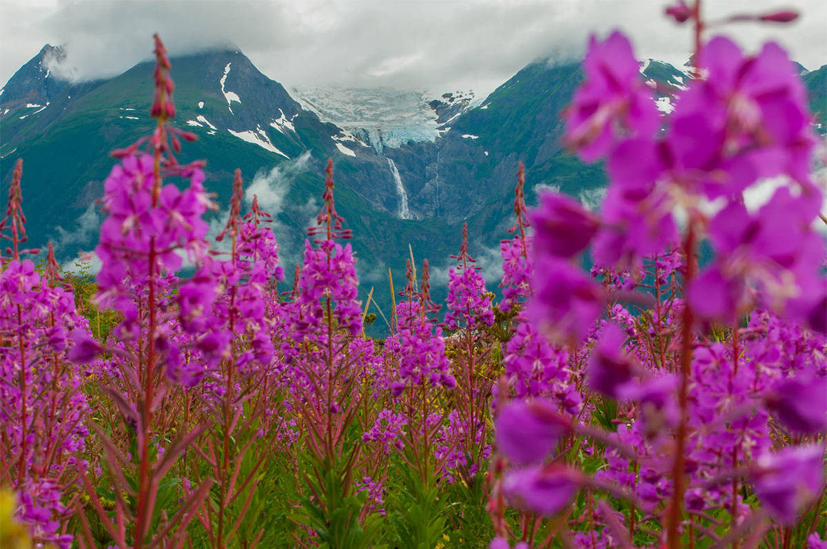 Sometimes it takes awhile to discover who you truly are. Treking through fireweeds in Haines, Alaska, helps. (Liam Harrap - Revelstoke Review)