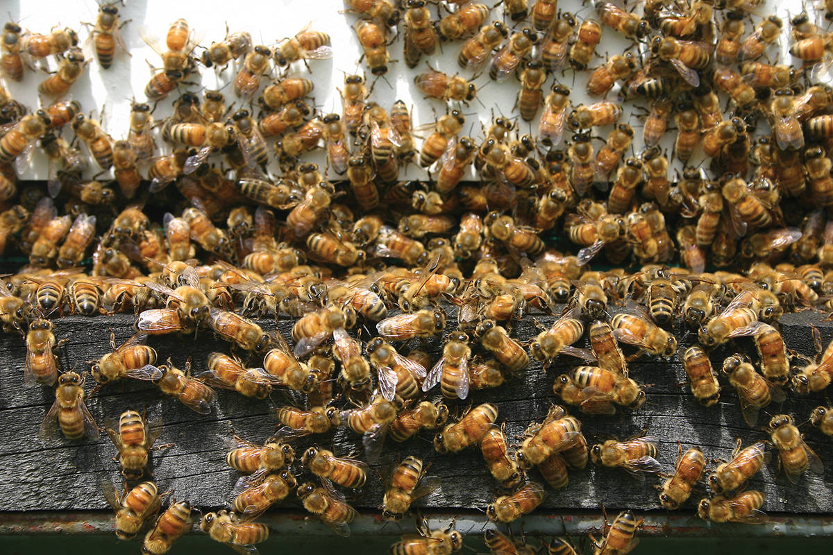 B.C. beekeepers will face extra supply challenges this year thanks to COVID-19 supply chain disruptions. (Black Press Media file photo)