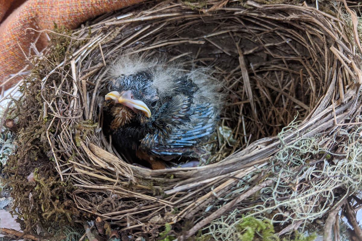 Wild ARC and the BC SPCA highlighted ways we can keep baby birds safe this spring, as nesting season is in full effect from March to July. (Photo from the Wild ARC Facebook Page)