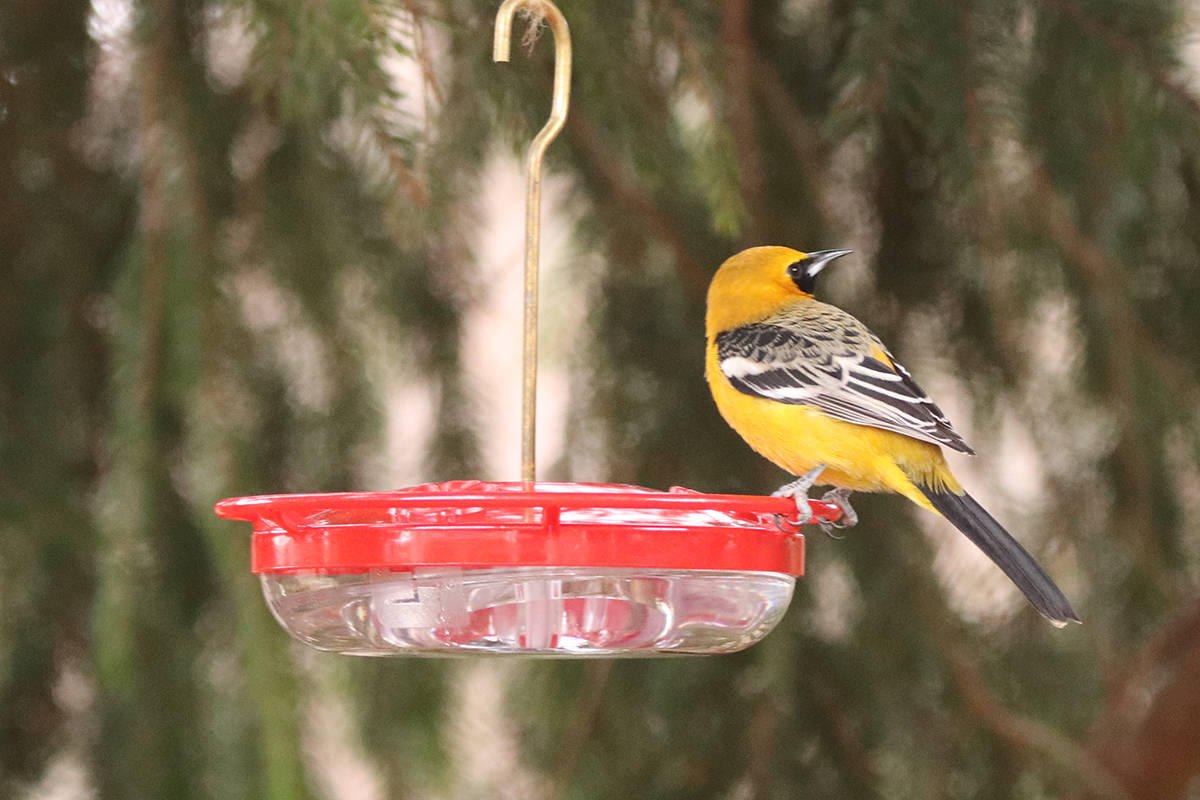 A hooded oriole was spotted visiting a feeder in Sidney, by resident Stan Coe. The photo has been flagged on the BC Rare Bird Alert website. (Photo courtesy of Stan Coe)