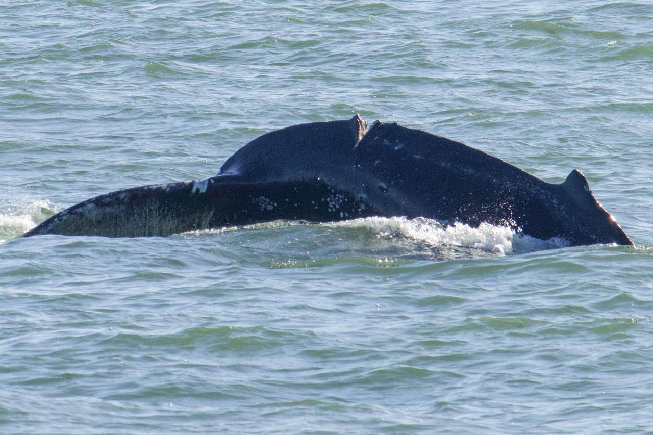 A deep cut on a humpback whale is shown in this recent handout photo in the Vancouver area. A conservation organization is warning boaters to be extra careful to prevent further harm to an injured humpback whale swimming in the Vancouver area. THE CANADIAN PRESS/HO, Ocean Wise, Vanessa Prigollini *MANDATORY CREDIT*