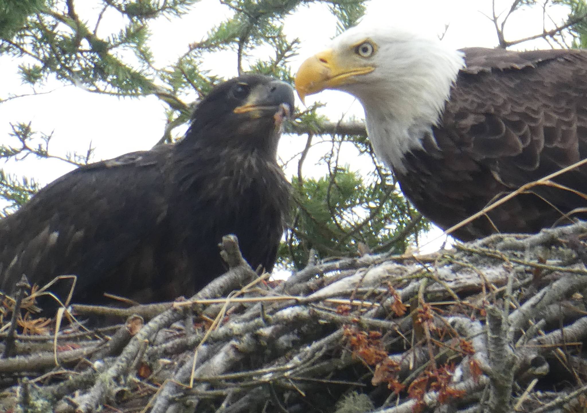 Eagle nesting trees are protected in Campbell River, but only certain trees have the designation. File photo
