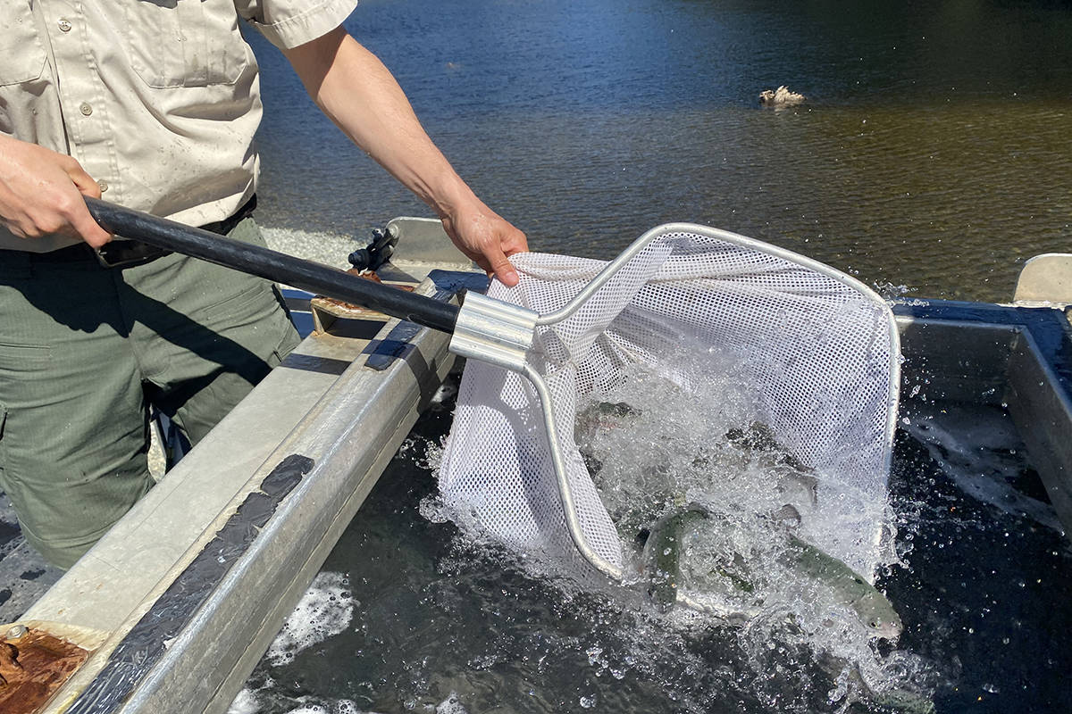 Rainbow trouts thrashing with life as they’re about to be transferred to the largest lake of their lives, even though it’s pretty small. These rainbows have a blue tinge because they matched the blue of their hatchery pen, but soon they’ll take on the green-browns of their new home at Lookout Lake. (Zoe Ducklow/News Staff)