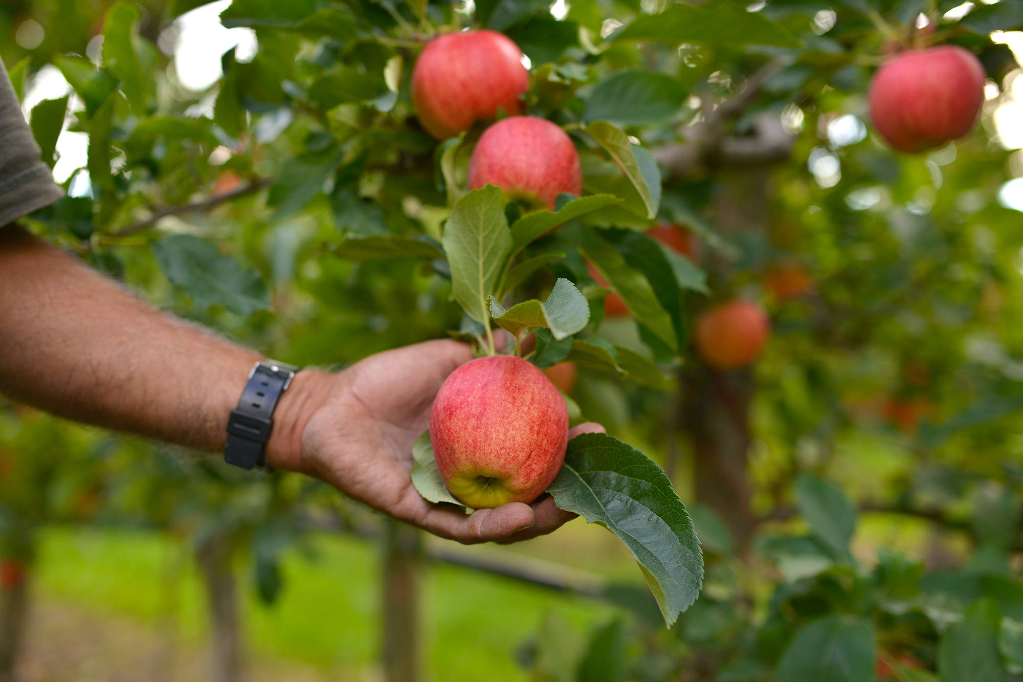 B.C.’s 2021 budget is trending in the right direction to support farmers, says the BC Fruit Growers’ Association. (Phil McLachlan - Capital News)
