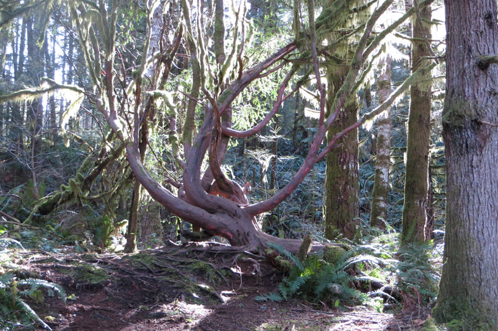 Tree #10 is a western yew in Cumberland Community Forest, which was nominated by Ted Grainger, who also took this photo.