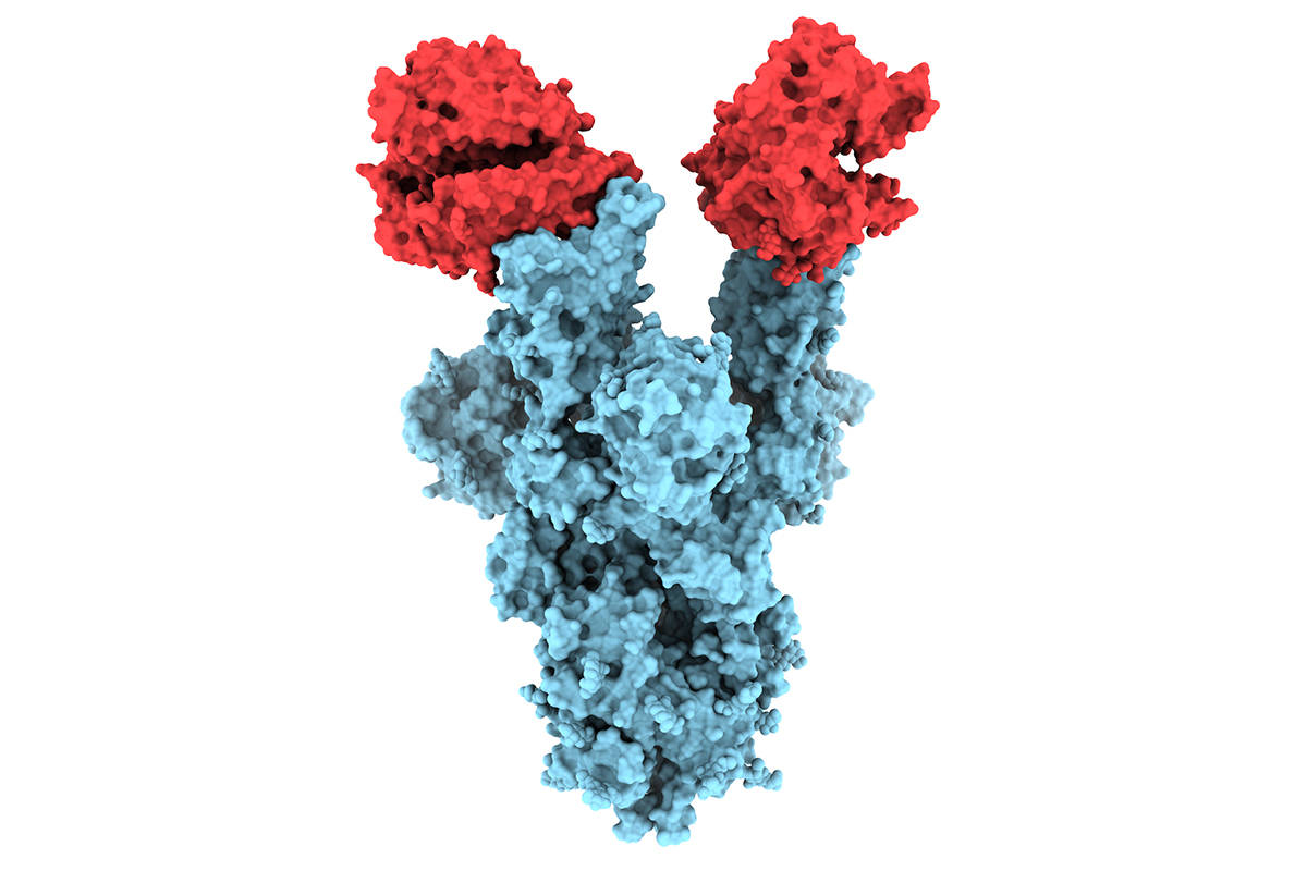 A structural image of the B.1.1.7 COVID-19 variant published by University of B.C. researchers. (UBC)