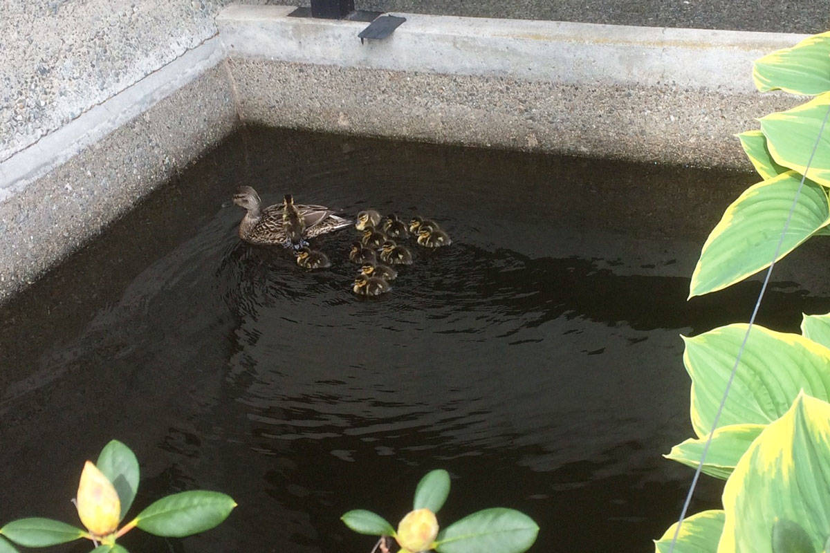 A family of ducks that lives near Saanich Municipal Hall recently welcomed 11 ducklings and took them for a swim in the koi pond outside the offices. (District of Saanich/Twitter)