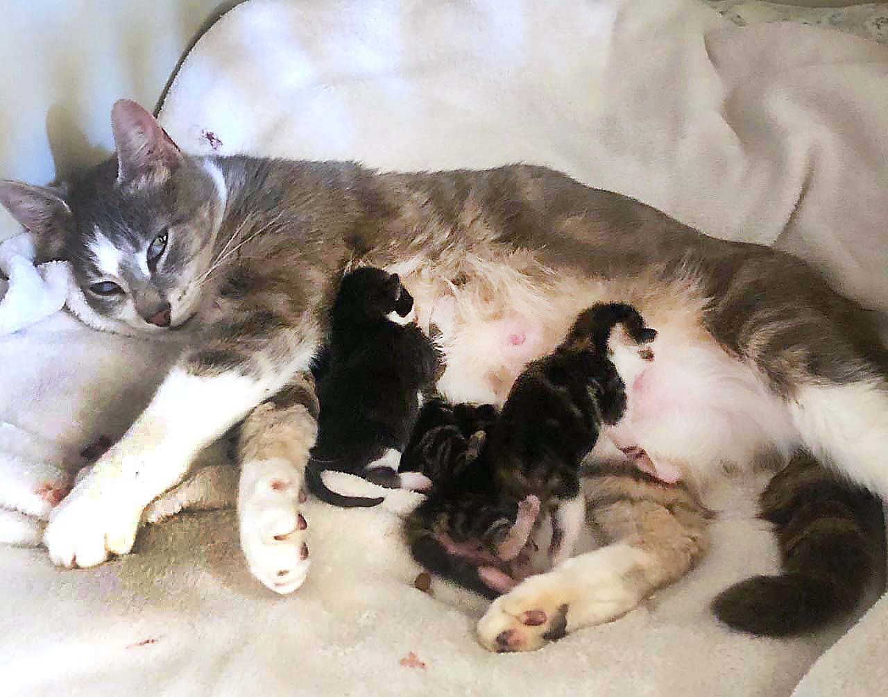 The Sooke Animal Food and Rescue Society (SAFARS) helps make a difference to more than 50 feral cats in the region. (Contributed - SAFARS)
