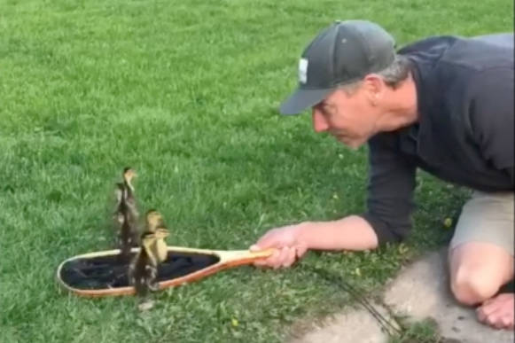 Brian Peach rescues ducklings from a storm drain in Smithers May 12. (Lauren L’Orsa video screen shot)