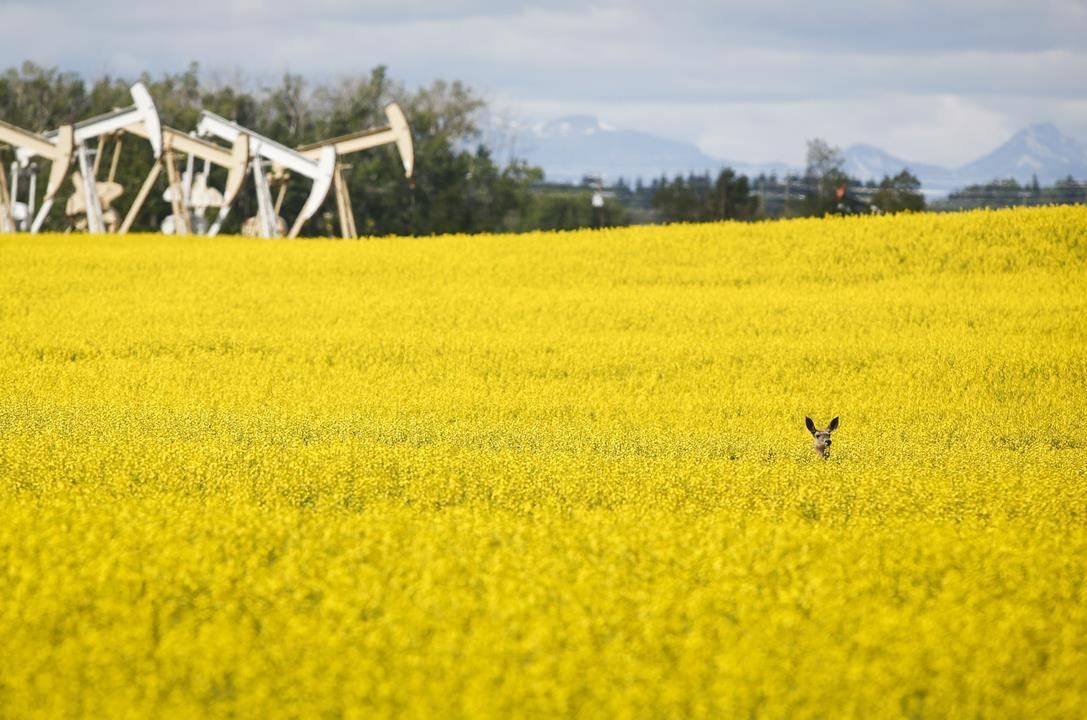 Pumpjacks draw oil out of the ground as a deer stands in a canola field near Olds, Alta., Thursday, July 16, 2020. THE CANADIAN PRESS/Jeff McIntosh