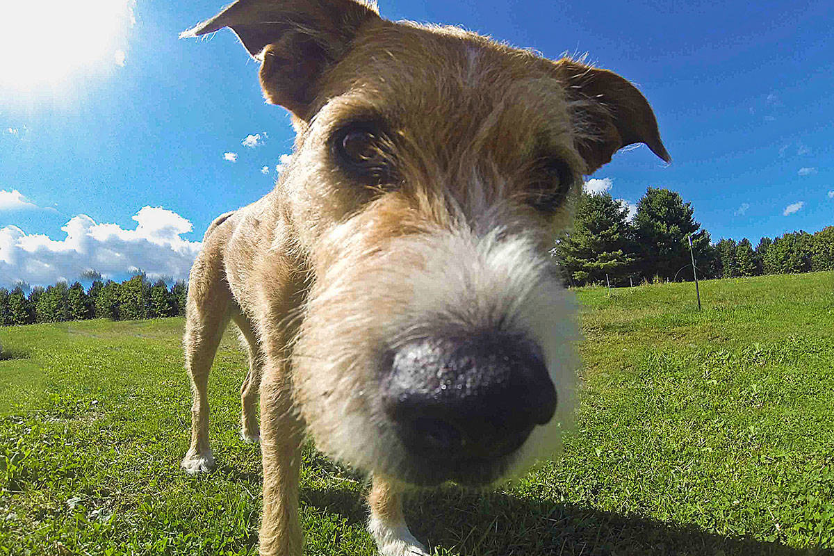 The District of Saanich is moving forward with Paws in Parks – a pilot project that will see pop-up off-leash dog areas in various parks over the summer. The project will help determine whether a permanent designated dog run is appropriate for the municipality. (Black Press Media file photo)