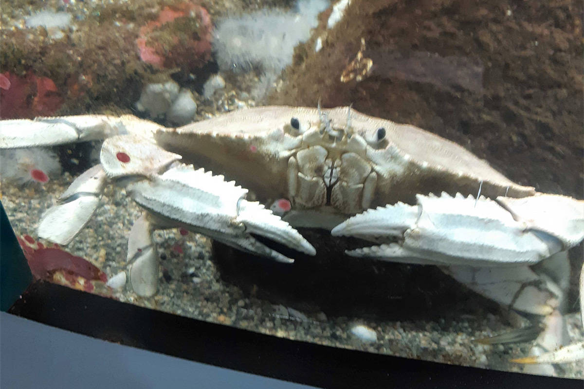 The leucistic crab found off the coast of Sooke. (Shaw Centre for the Salish Sea/Twitter)