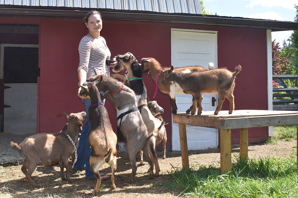 Teenah LeBlanc owns Folklore Farm in Courtenay, where she breeds Nigerian dwarf goats. Photo by Terry Farrell