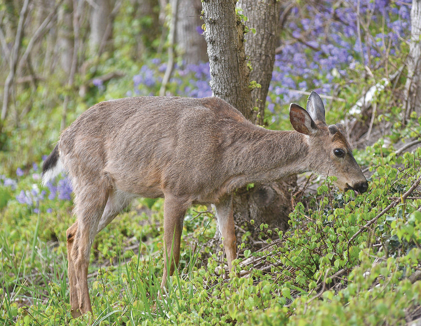 Greater Victoria’s environment enthusiasts can spend the long weekend taking in the area’s abundant nature by joining the Capital Regional District’s biodiversity challenge. (Black Press Media file photo)