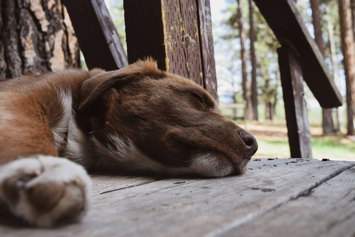 Local veterinary clinics are feeling the pressure brought on by a pandemic-related pet boom, causing a backlog of clients and staff to feel burnt-out. (Corey Bullock/Cranbrook Townsman File)