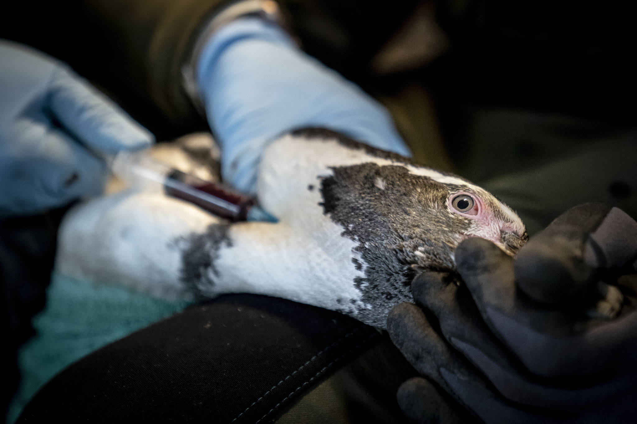 The Humboldt Penguins at Copenhagen Zoo are vaccinated by the keepers and a veterinarian, in Copenhagen, Tuesday Dec. 1, 2020. Once a year, all Copenhagen ZOO’s birds must undergo a health check and be vaccinated against bird flu. (Mads Claus Rasmussen/Ritzau Scanpix via AP)