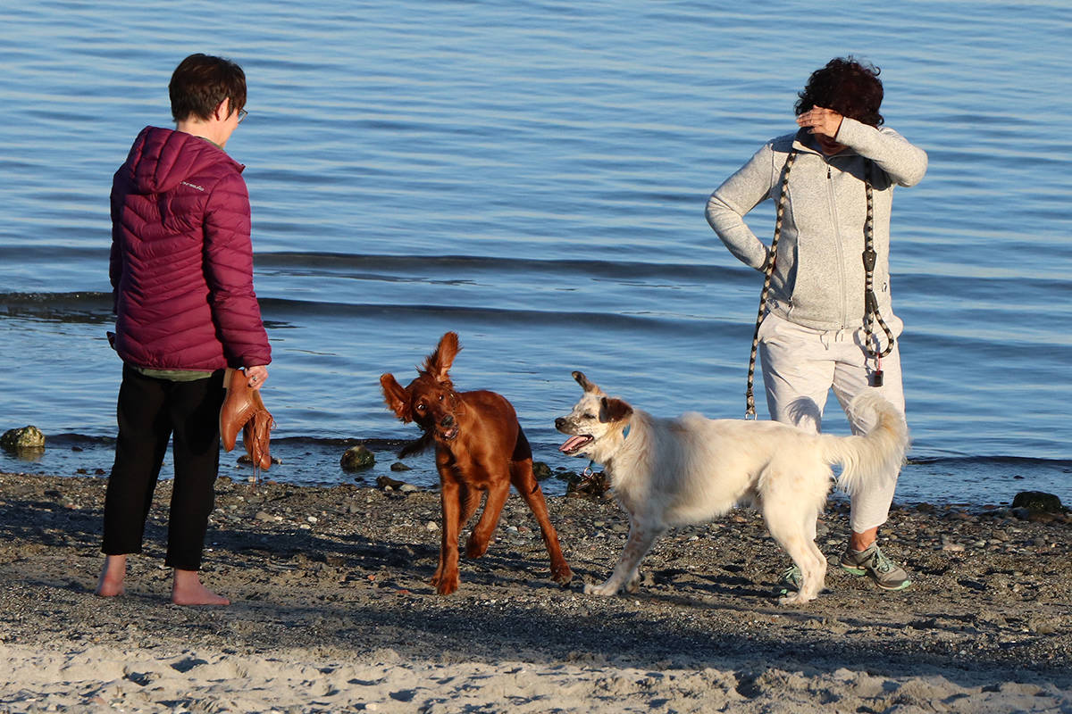 The no dogs on Willows Beach rule runs May through September each year. (Black Press Media file photo)