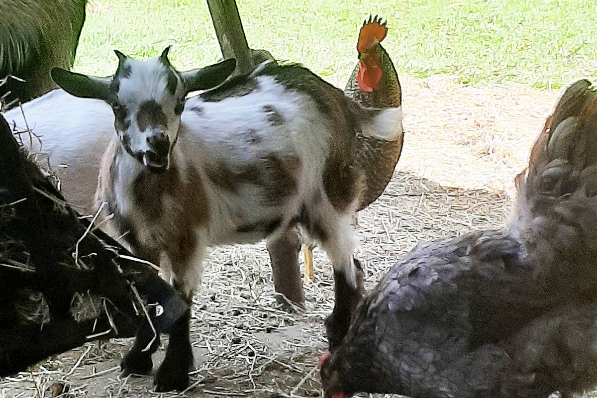 McMillan moved from Port Coquitlam two years ago so her family could have the space to start a hobby farm with goats, chickens, and a turkey. (Special to The News)