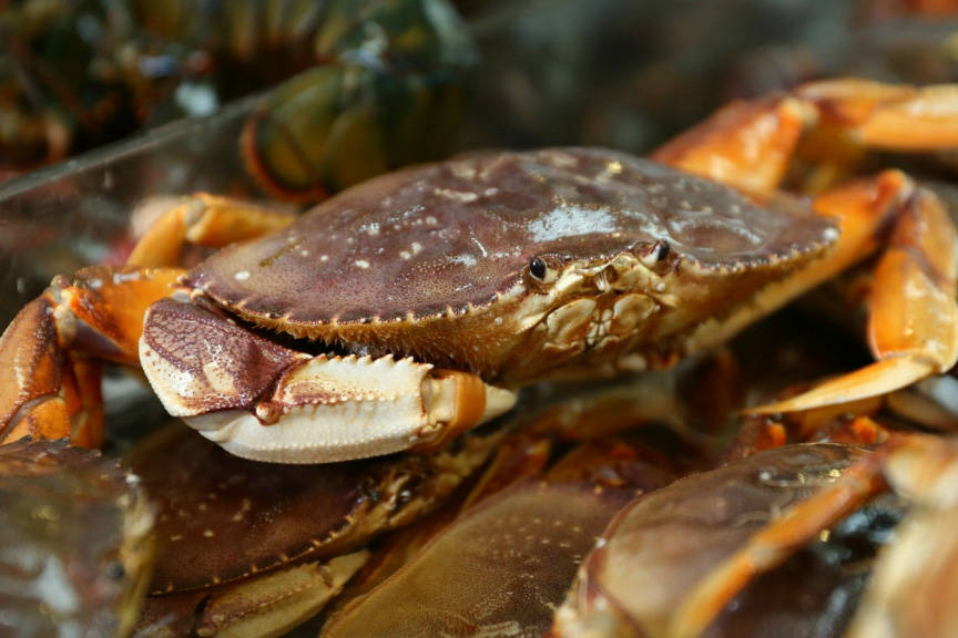 Oceans Week Victoria, June 6 to 13, will educate participants on topics like deep sea wildlife and sustainable fishing habits. (Black Press Media file photo)