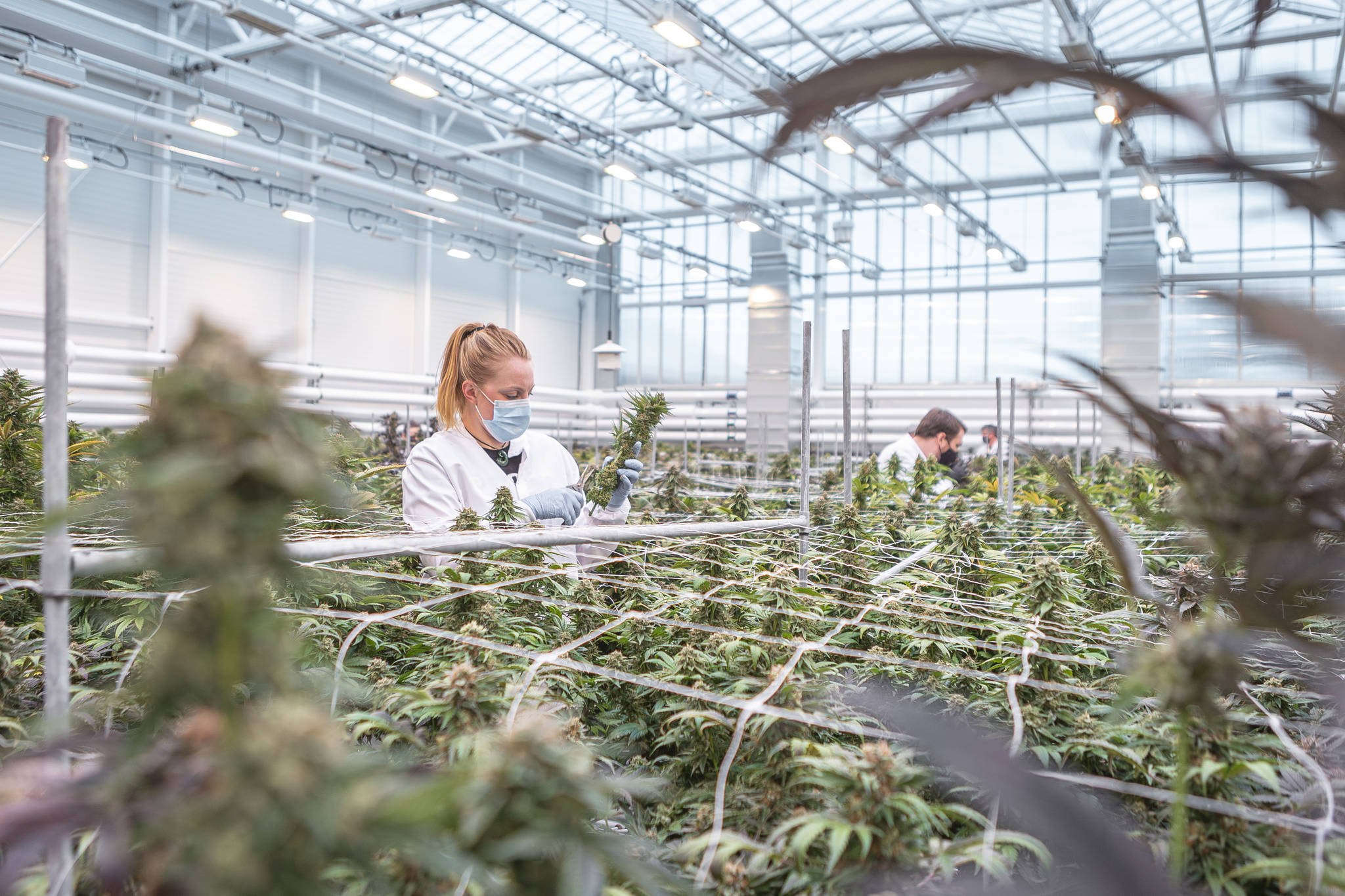 Aurora Coast in Comox is a 32,200 sq ft breeding and genetics centre with more than 10,000 sq ft dedicated to research and 21,700 sq ft of greenhouse space. Photo submitted