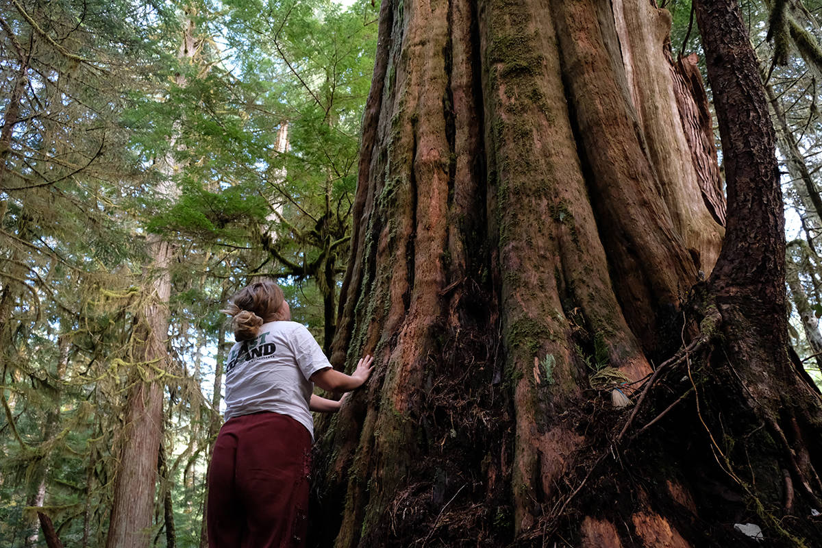 Shail Wolf admires the ancient tree the protesters have dubbed the grandmother. (Zoe Ducklow/News Staff)