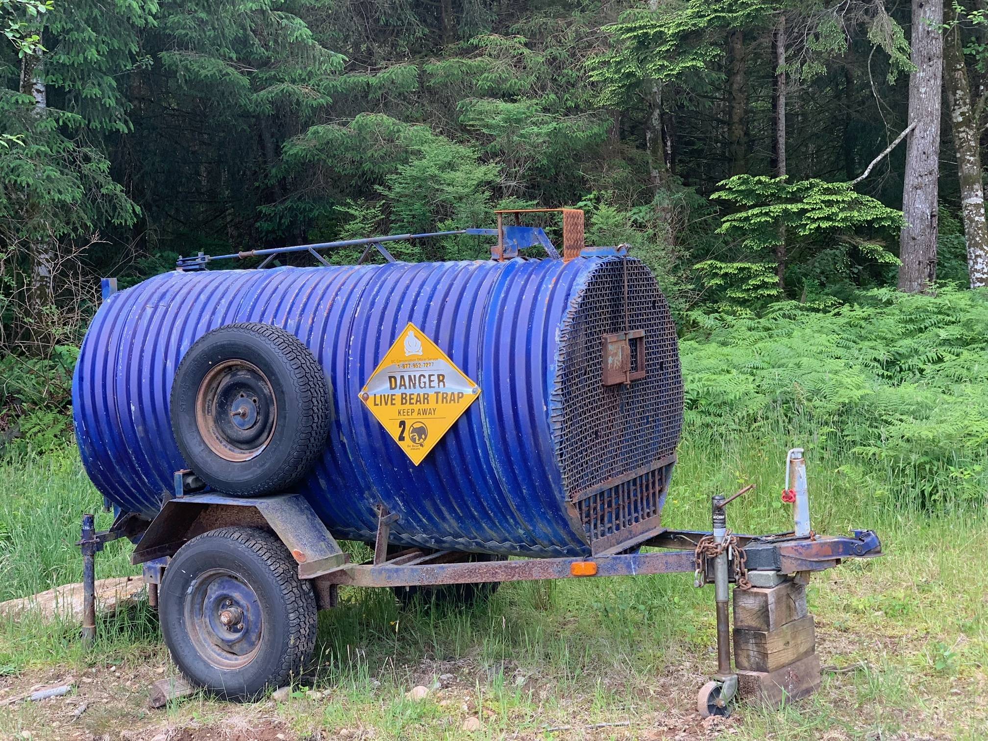 The B.C. Conservation Officer Service set up a live trap on Ben McGuffie’s property on Quadra Island. Photo courtesy Ben McGuffie