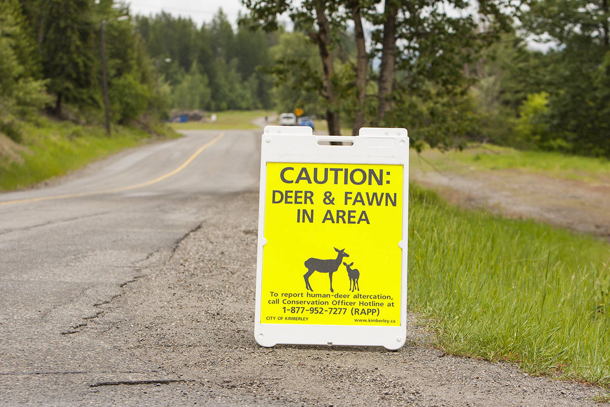A person wound up in the hospital after an aggressive deer attacked them while walking their dog. Paul Rodgers file.