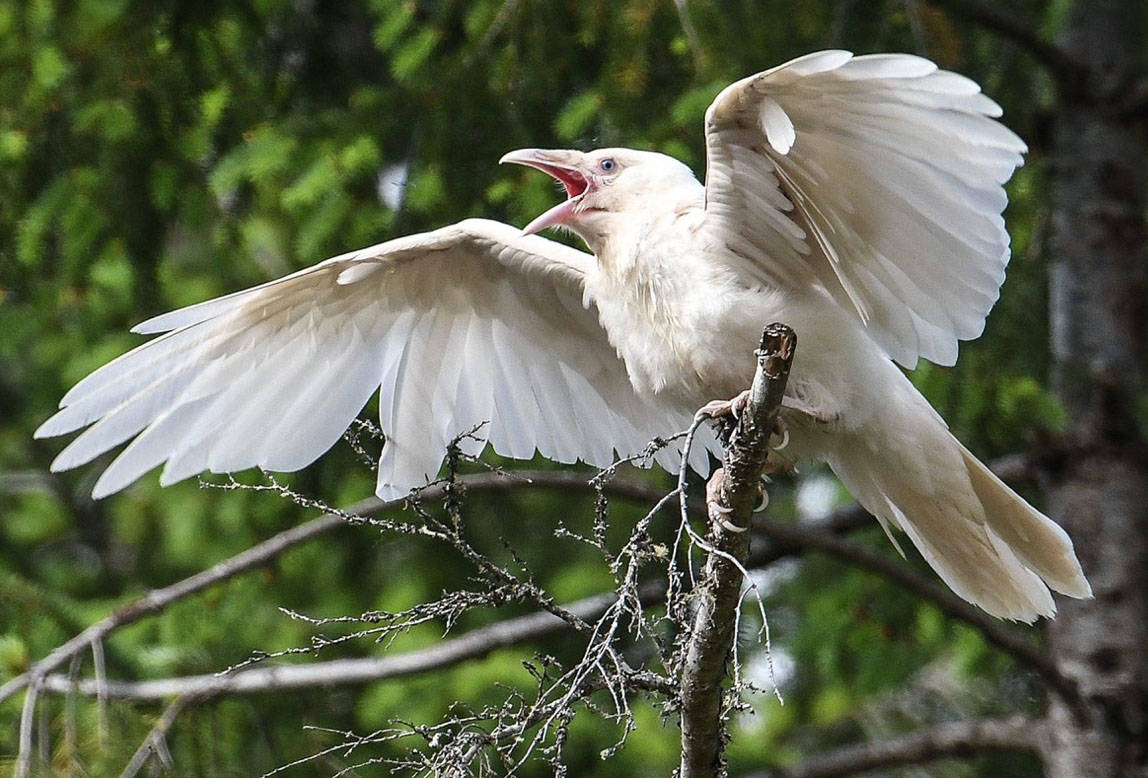 This young fledgling white raven was spotted in the Coombs area on May 16. (Mike Yip photo)