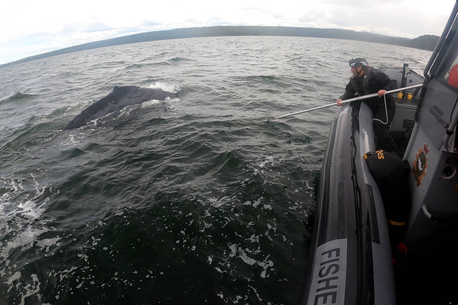 Members of the Department of Fisheries and Oceans’ Marine Mammal Response Program rescued an adult humpback what that was entangled in commercial fishing gear in the waters off of Entrance Island on Thursday, June 10. (Photo courtesy Marine Mammal Response Program)