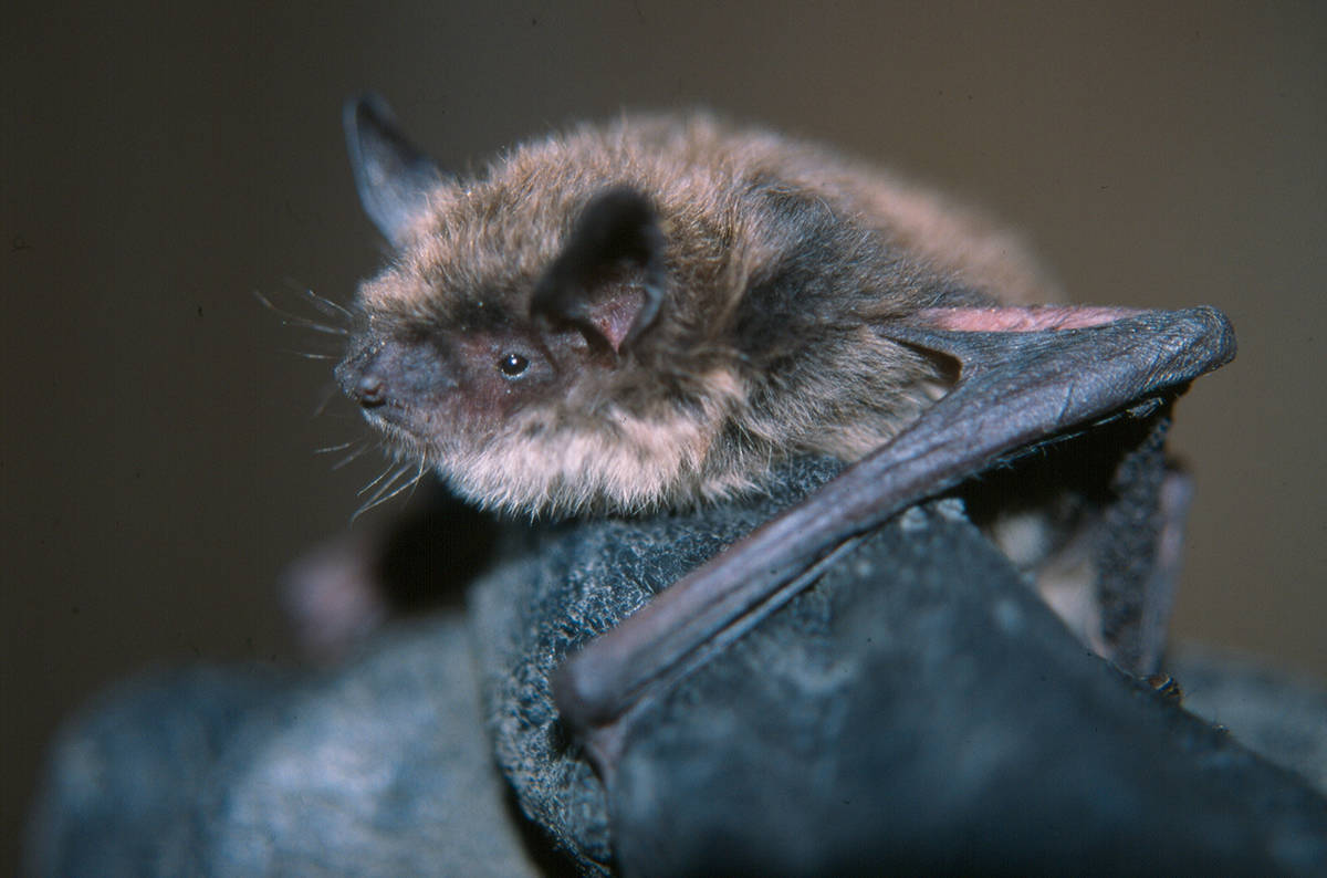 Little Brown Bat, Cori Lausen image
