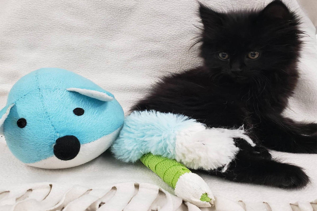 Ivy was thrown out of a moving vehicle in Kelowna. Her tail was severely injured and will be amputated. (BC SPCA)