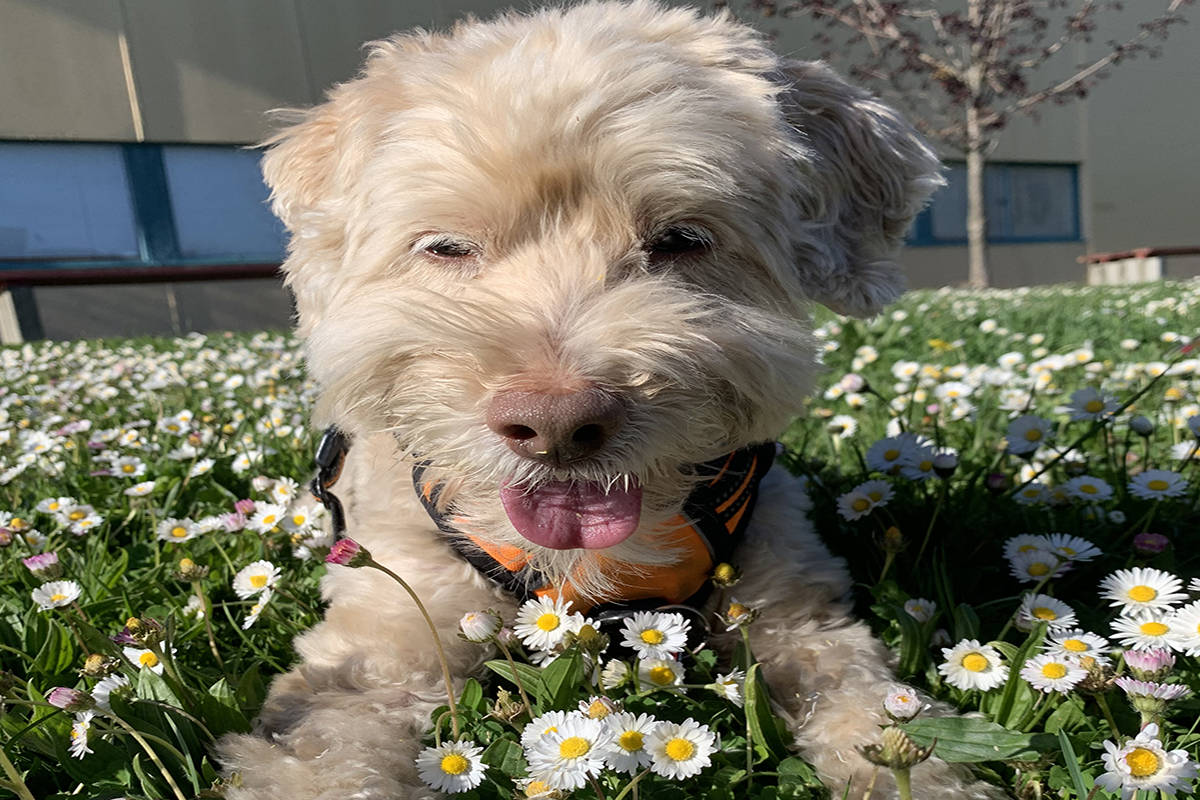 A dogs in parks pilot study unanimously approved by Saanich council will evaluate how park space can best be shared between dog owners and non-owners alike. (Photo by Megan Atkins-Baker/News Staff)