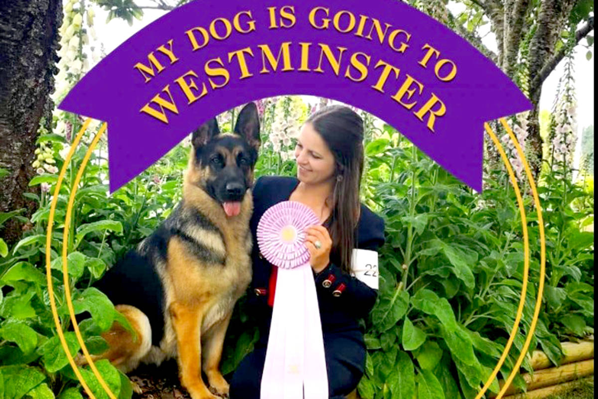 Bella Jun claimed the prize for select female dog at the Westminster Dog Show. (Special to The Star)