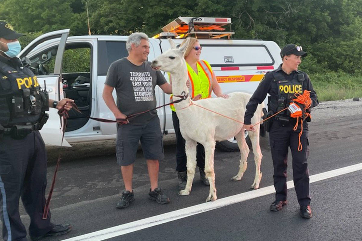 A llama on the loose on an Ontario highway has been reunited with its owner on Wednesday, June 16, 2021. (OPP Highway Safety Division)
