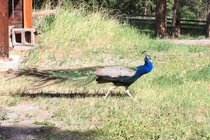 A Heffley Creek peacock caught not one - but two - lifts on a logging truck this month. (Photo submitted)