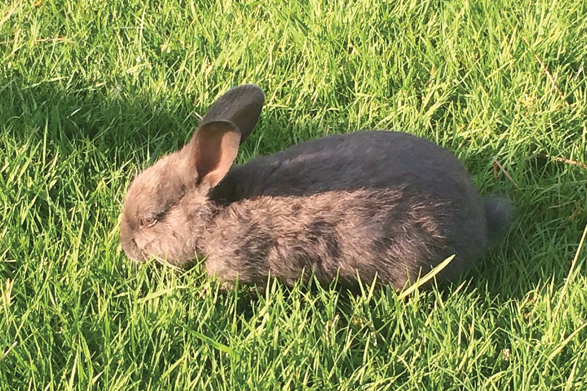 Wild rabbits are all over Chilliwack, but people often think they’re someone’s lost pet and try to ‘save’ them. But the owner of Chilliwack’s Reptile Room says good intentions can have bad consequences for wild animals. (Photo by THE CANADIAN PRESS)