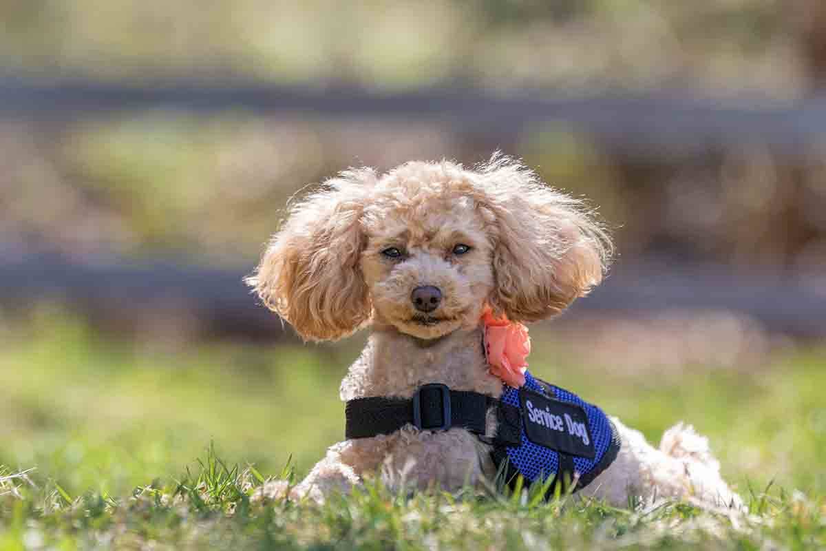 Operation Freedom Paws Canada, in partnership with Pauliina Saarinen Photography, has announced the 2022 Calendar Contest featuring Vancouver Island Dogs, and they are looking for submissions. Photo courtesy pauliinasaarinen.com